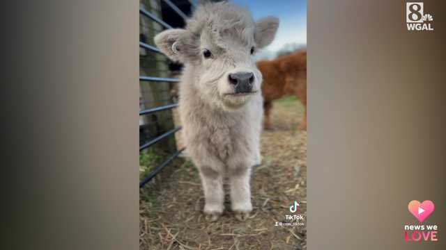 A Lancaster County farm features baby cows and cider doughnuts - Vimarsana News