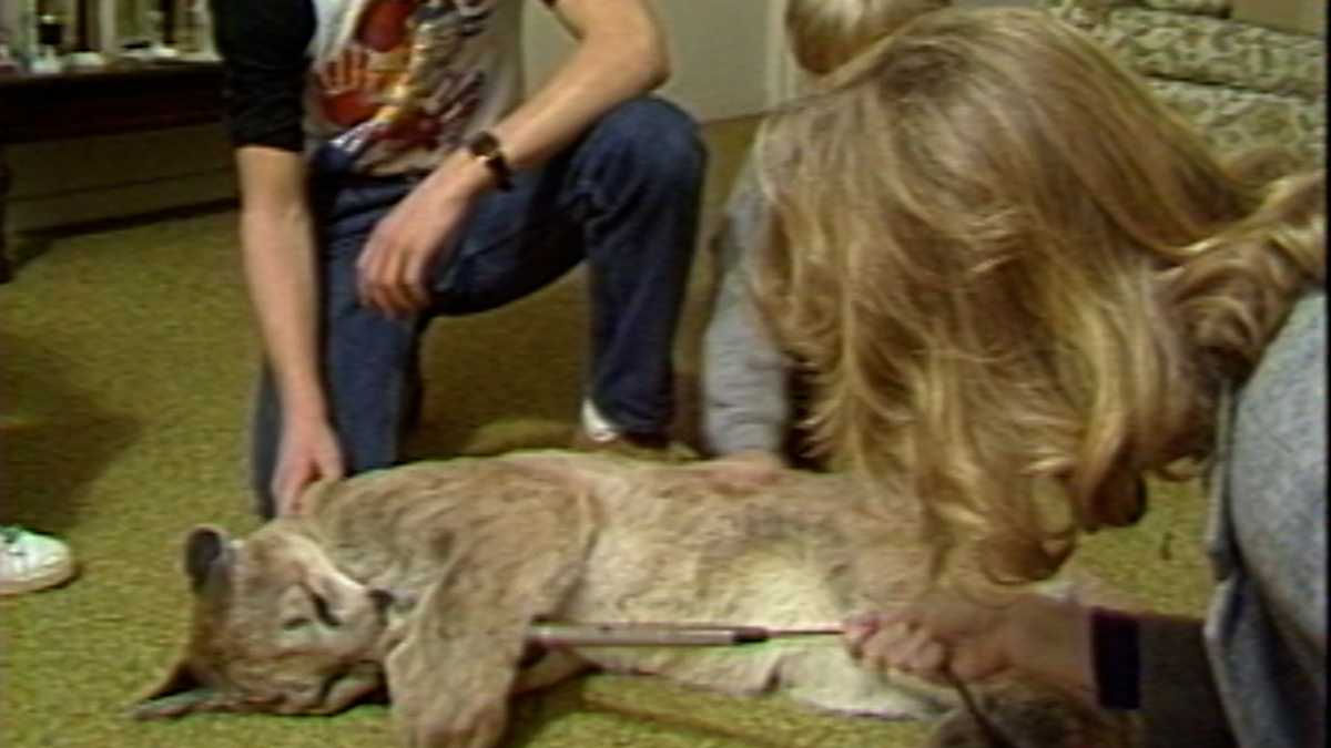 Teen surprised by cougar 