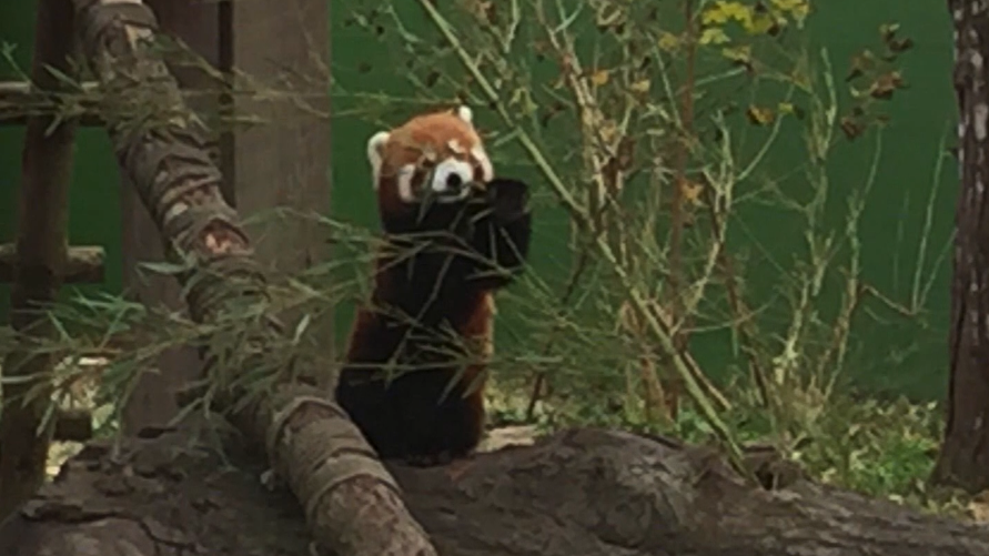 Red panda goes missing from Zoo