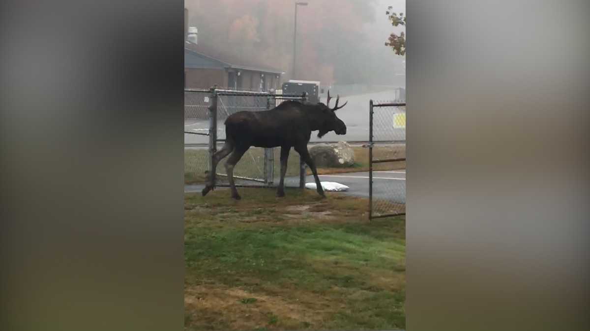 Young moose on the loose in west Edmonton