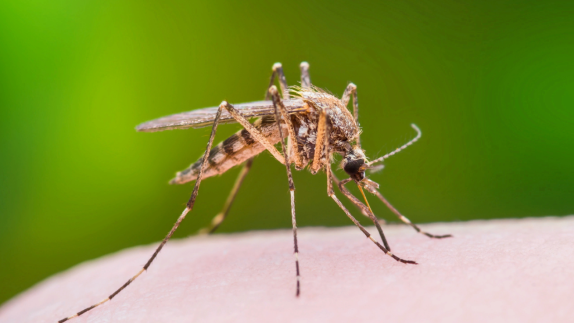 West Nile Virus found in six York County, Pa., municipalities - Vimarsana News