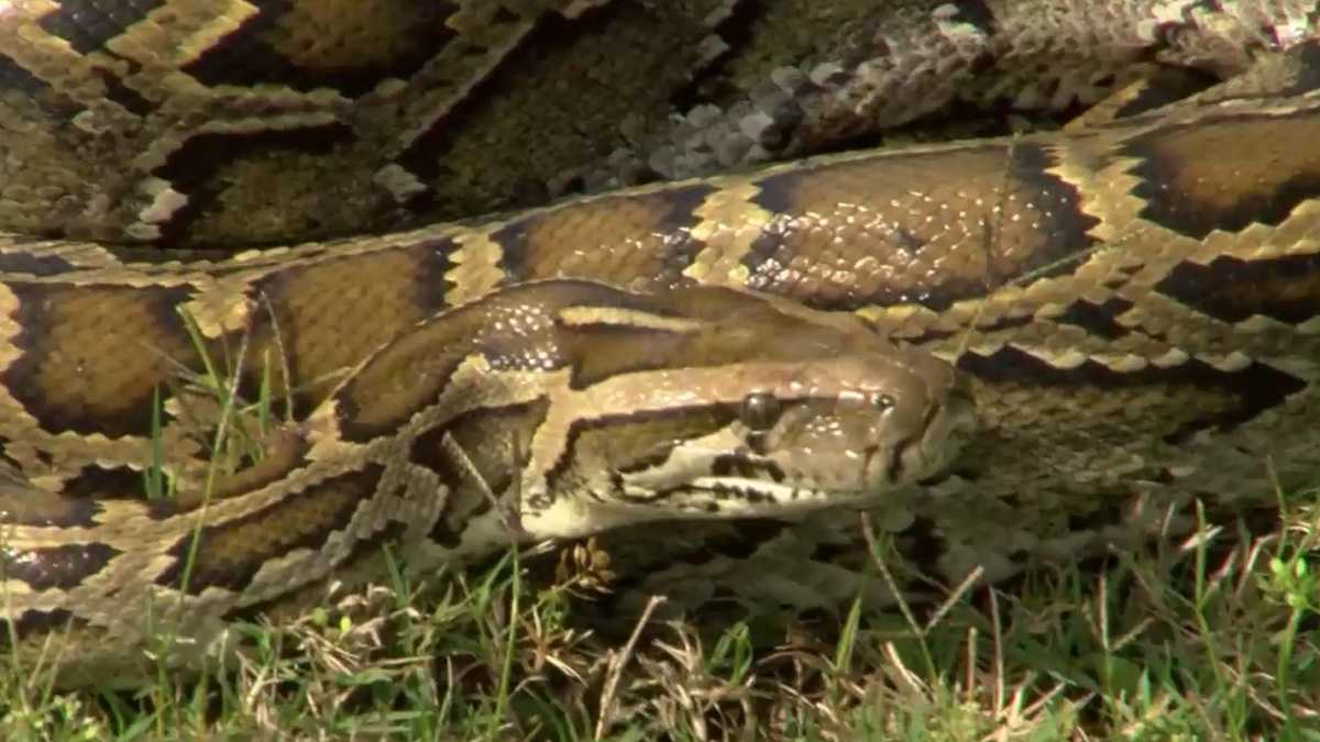 NBC2 goes python hunting for the 2024 Florida Python Challenge