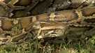 Burmese Pythons