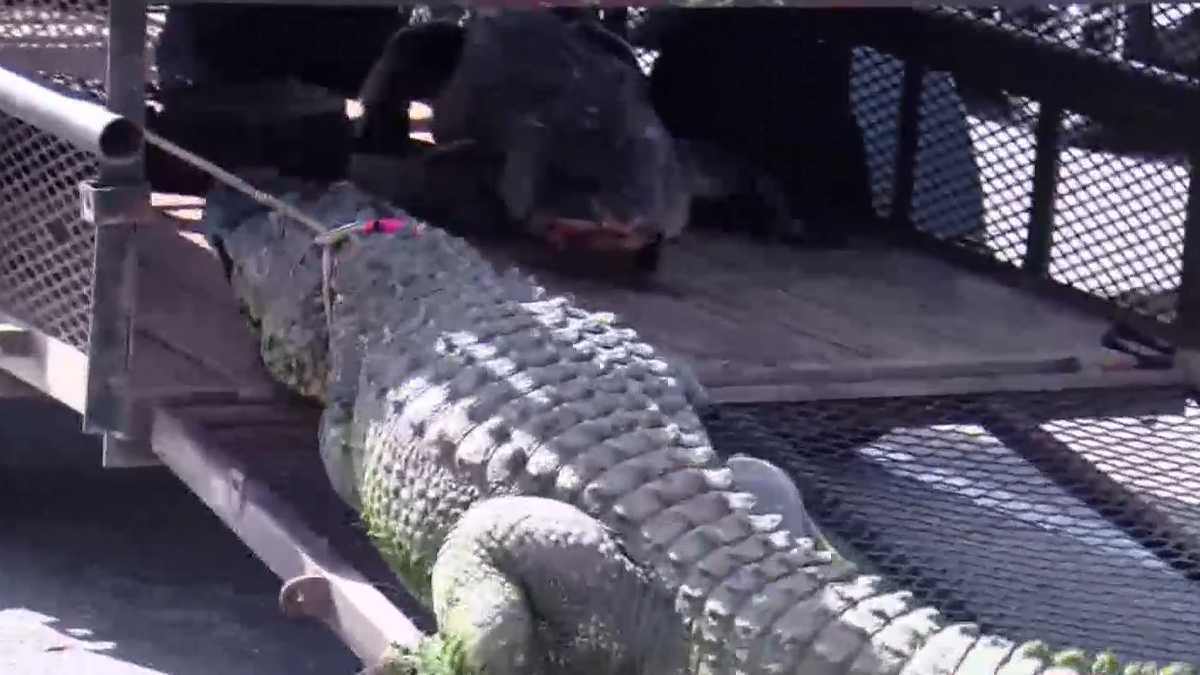 2 massive gators wrangled and removed from Lakes Park in south Fort Myers