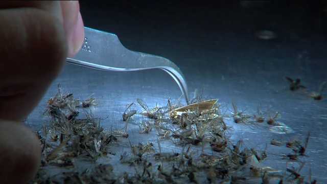 Collier County Mosquito Control District pushes for bill that would increase range of treatment areas - Vimarsana News