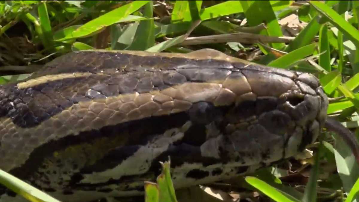 Exploring python farming as a sustainable food source