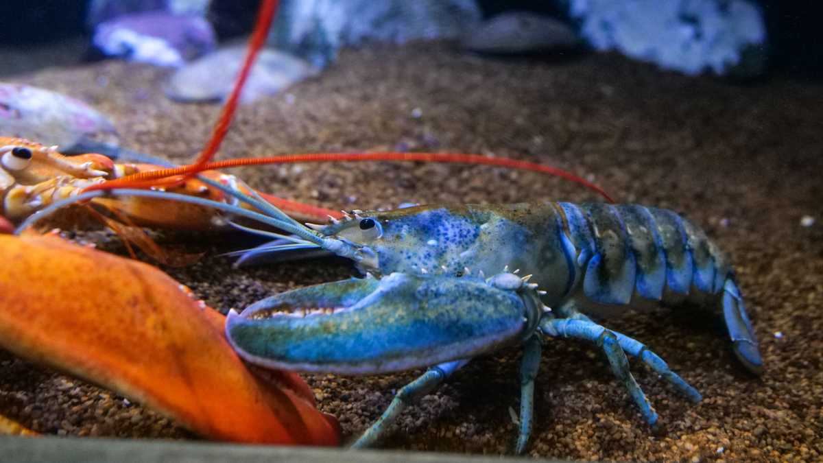 New blue lobster joins exhibit at New England Aquarium