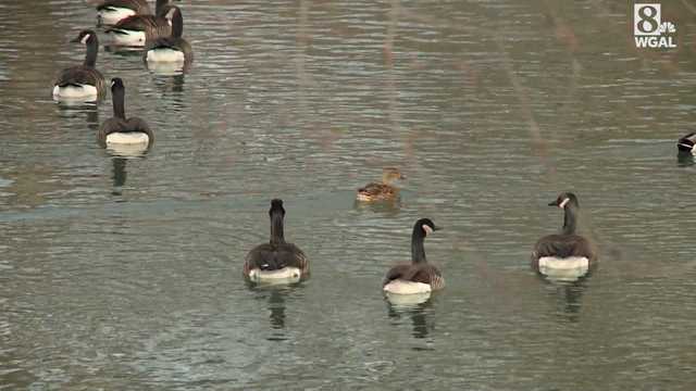 New avian flu cases reported in Pennsylvania - Vimarsana News