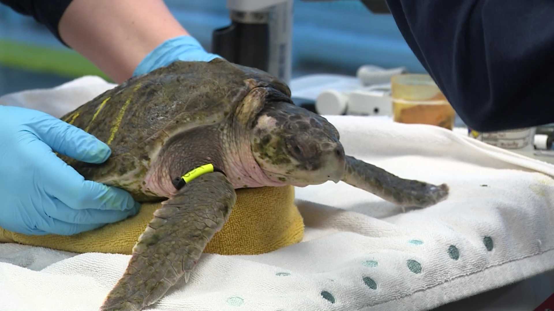 New England Aquarium Treating Growing Number Hypothermic Sea Turtles