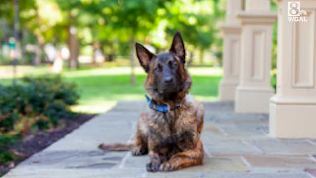 Central Pa. department welcomes two new K9 units - Vimarsana News