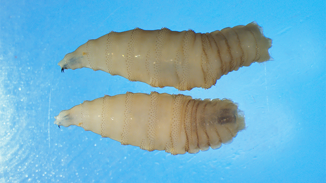 Flesh-eating New World screwworm detected in Maryland | First case ever in U.S.