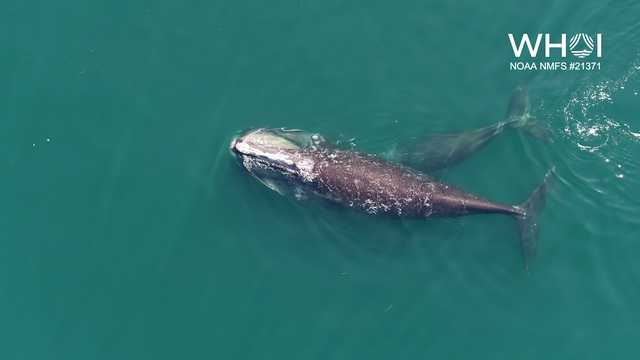 Rare video: Footage of right whale calf feeding in Cape Cod Bay - Vimarsana News