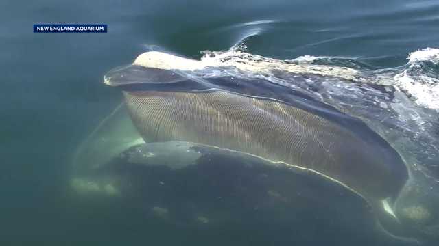 New England researchers sound alarm about right whale population - Vimarsana News
