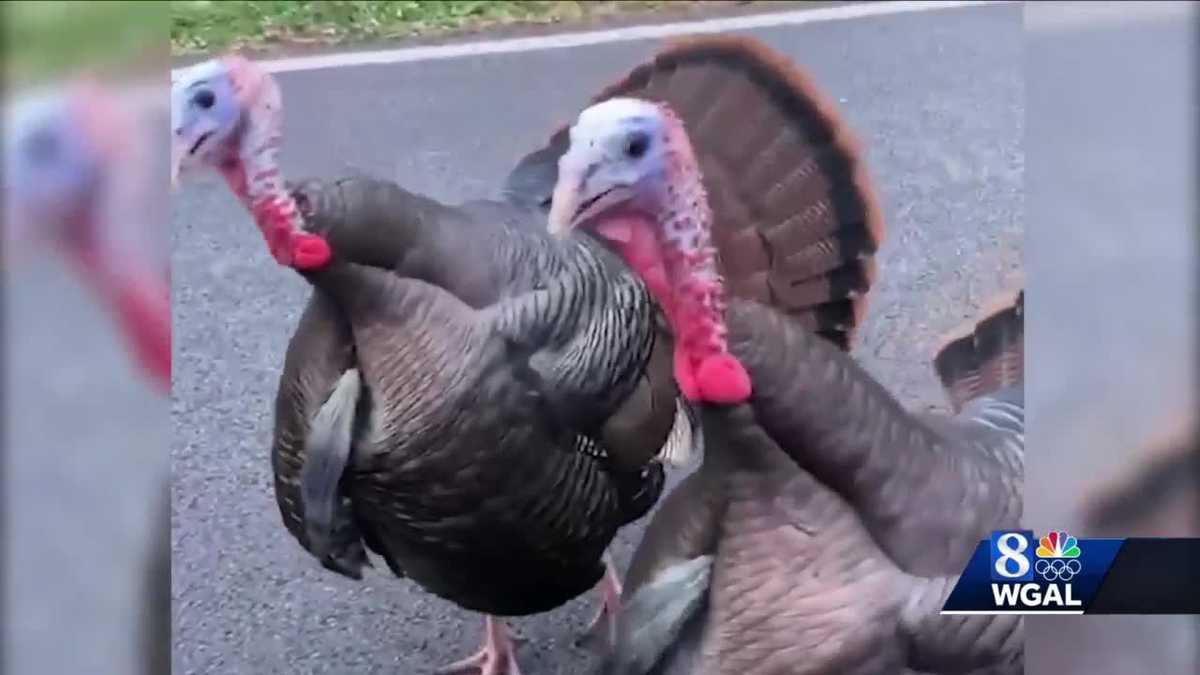 'Nuisance' turkeys disrupt traffic in Lancaster County