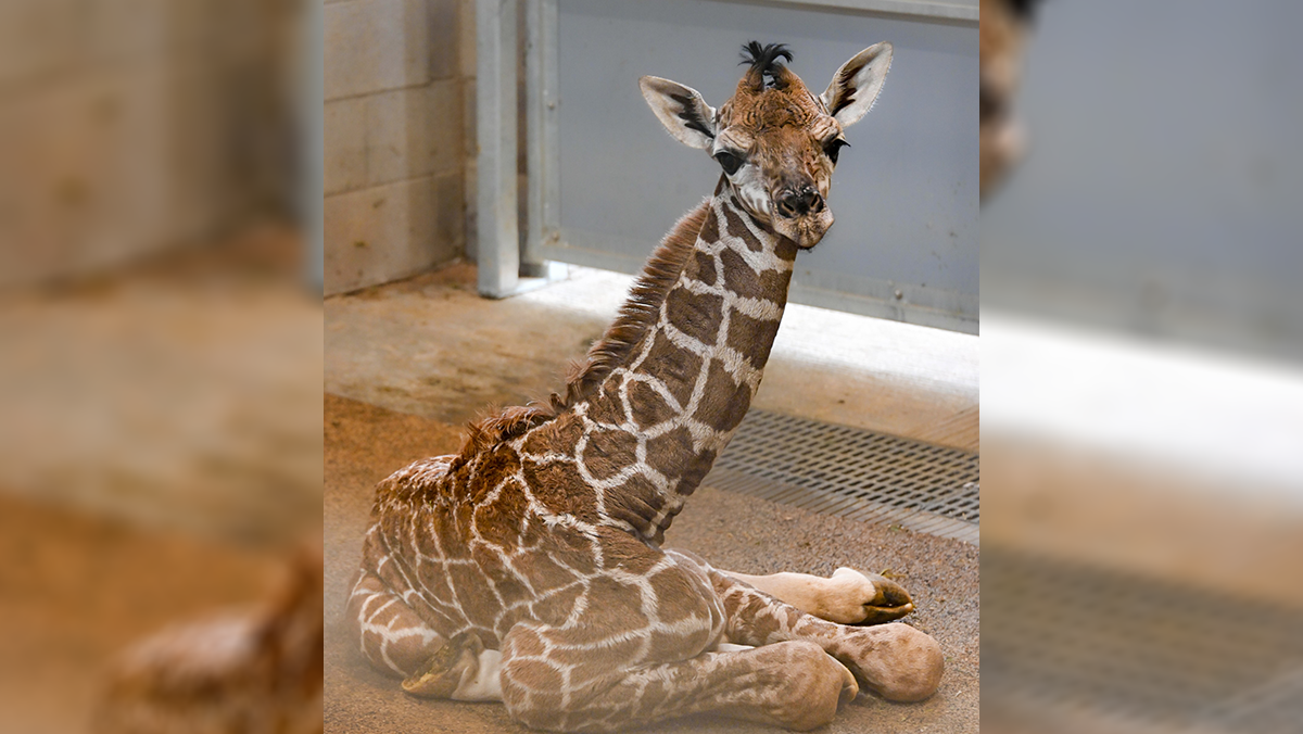 Adorable video shows off newborn female giraffe calf at OKC Zoo