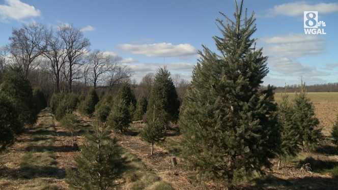 York County Christmas tree farm closes early