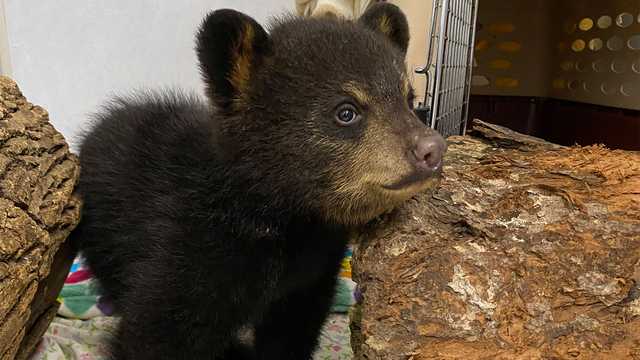 Orphaned bear cub in good health after Massachusetts rescue - Vimarsana News