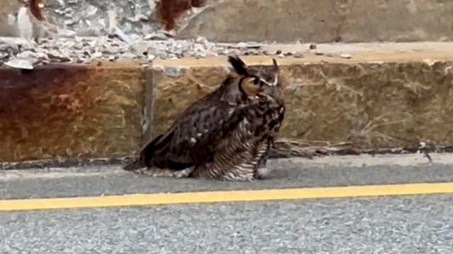 Injured owl spotted on side of Mass. overpass rescued by police - Vimarsana News