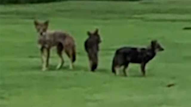 Federal sharpshooters may return to Nahant after coyote kills dog - Vimarsana News