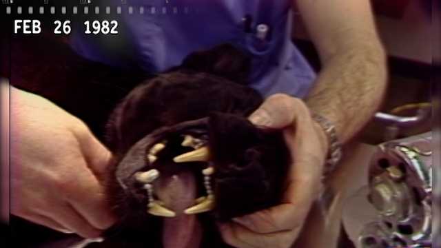 ARCHIVES: Back in 1982, Louisville dentists did a root canal on a leopard - Vimarsana News