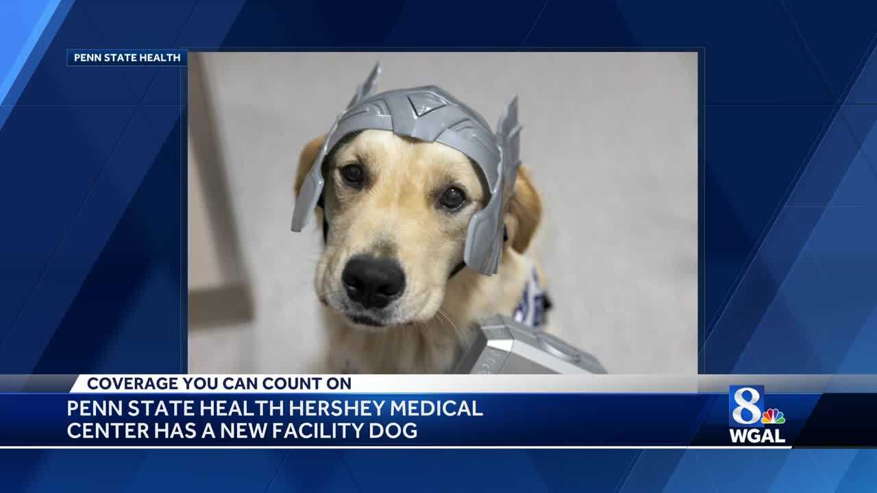 Meet Thor, Penn State Hershey's newest therapy dog