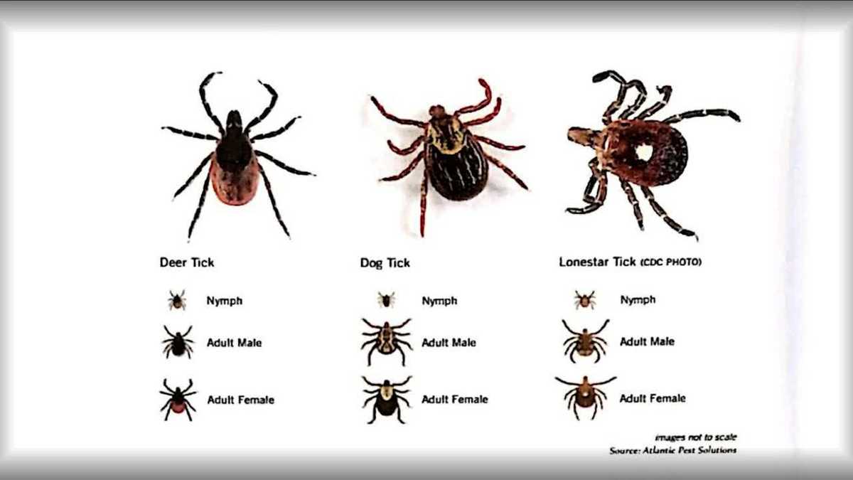 TICKS AND LYME disease in Pennsylvania