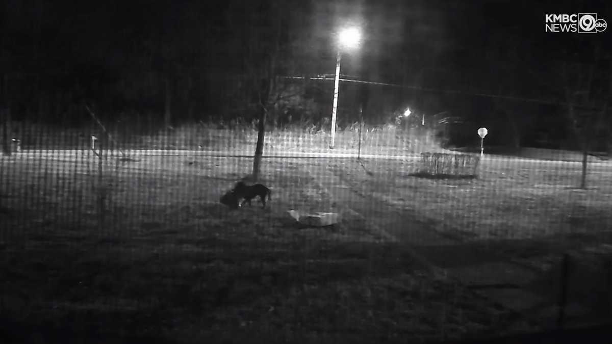 Doorbell camera catches dog stealing package from Raytown, Missouri porch