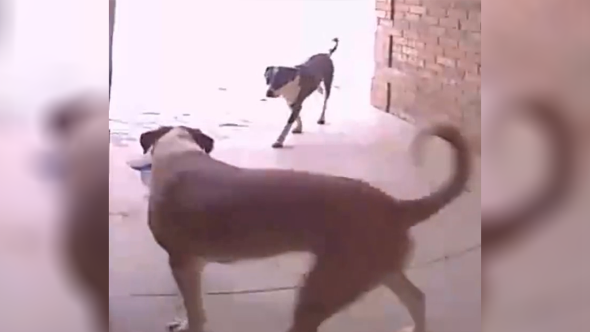 WATCH: Pooch porch pirates caught on camera stealing package from Oklahoma home