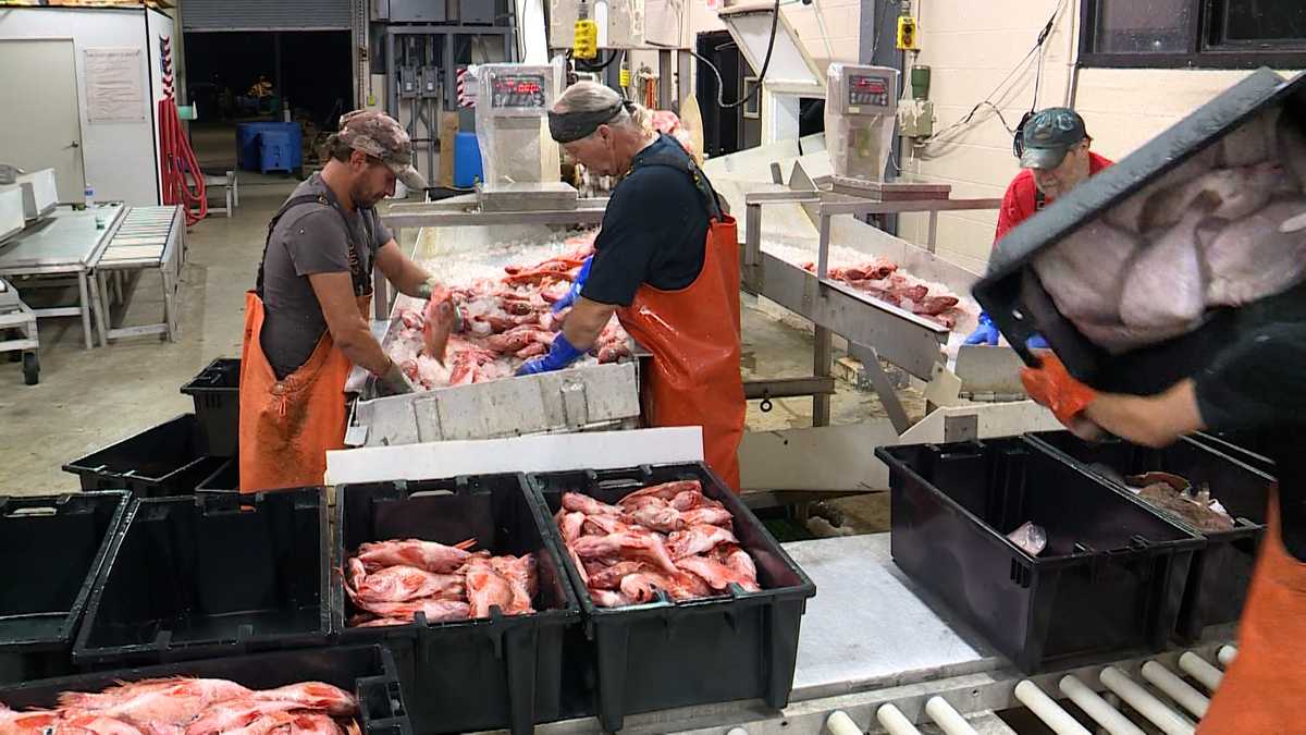 Watch: Inside look at Portland Fish Exchange in Maine