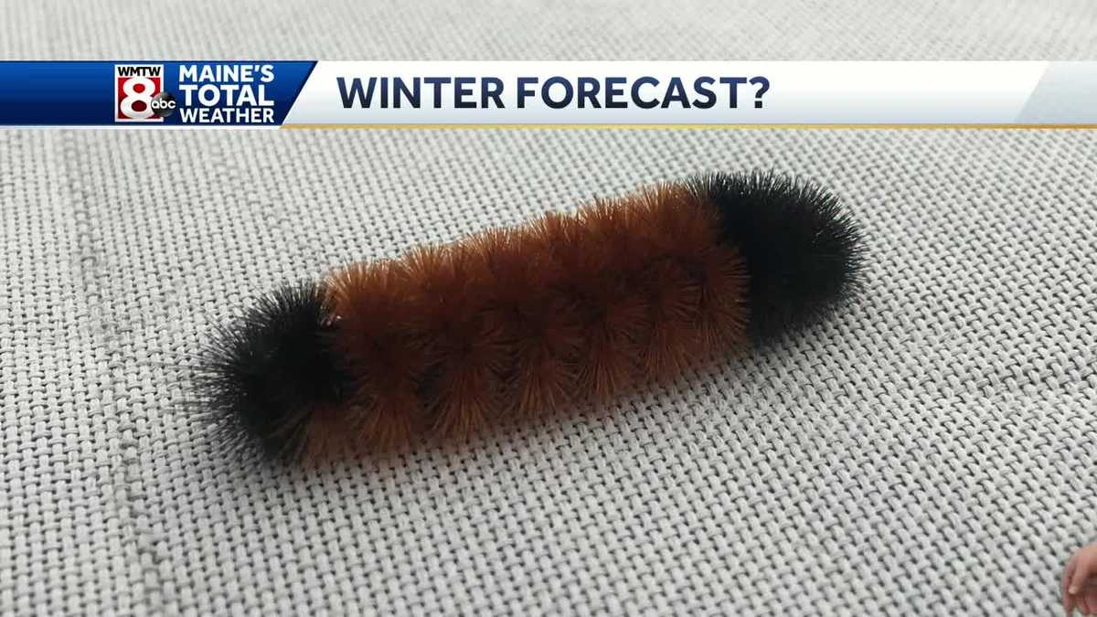 'The caterpillar has spoken' What does the woolly bear say about the