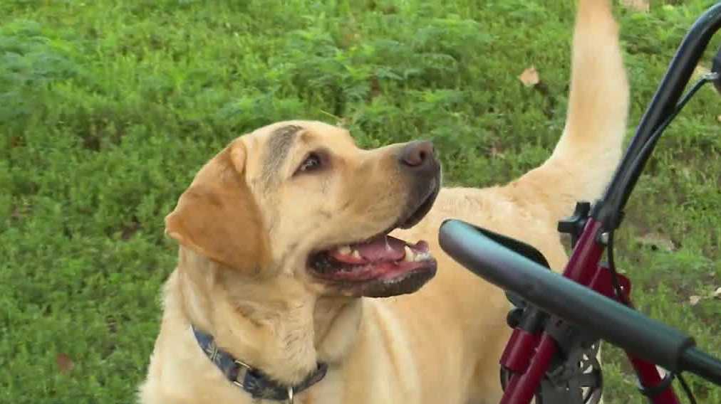 des-moines-nonprofit-pays-the-price-for-missing-pets