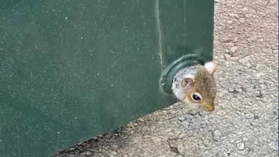 Lil help, please? Police officer frees squirrel stuck in dumpster