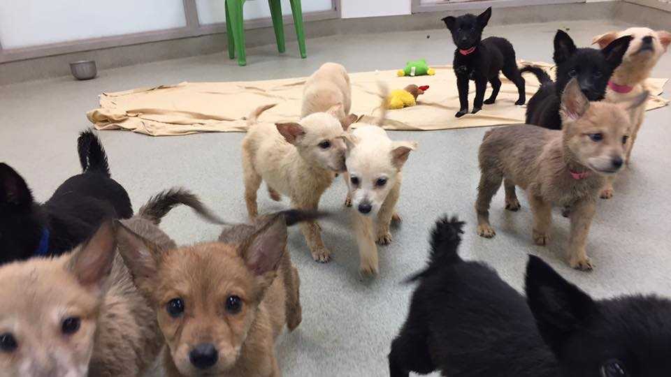 These cute puppies are looking for homes at OKC animal shelter