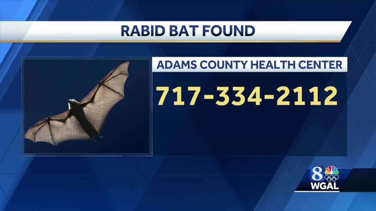 Person exposed to rabid bat in Gettysburg, Pa. - WGAL Susquehanna Valley Pa. thumbnail