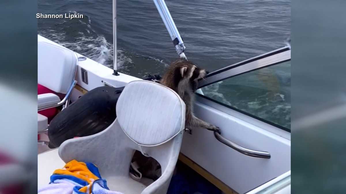 Raccoons discovered on couple's boat while on the water