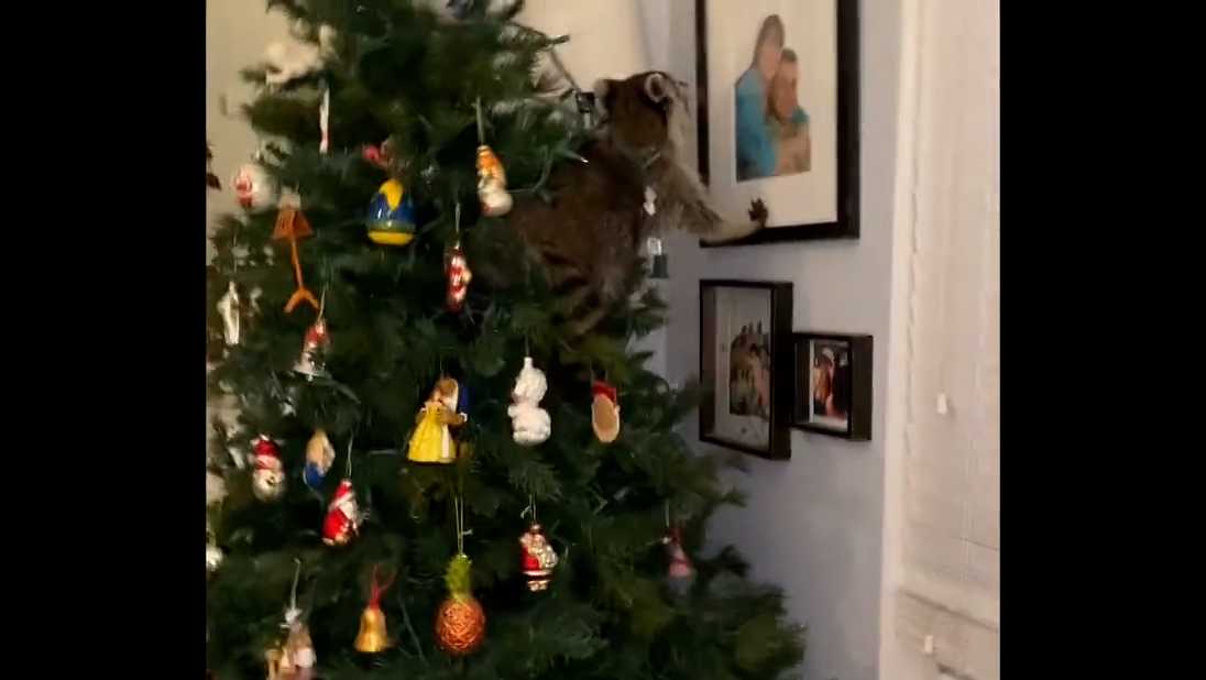 Caught on camera: Raccoon makes a ruckus after embedding itself inside