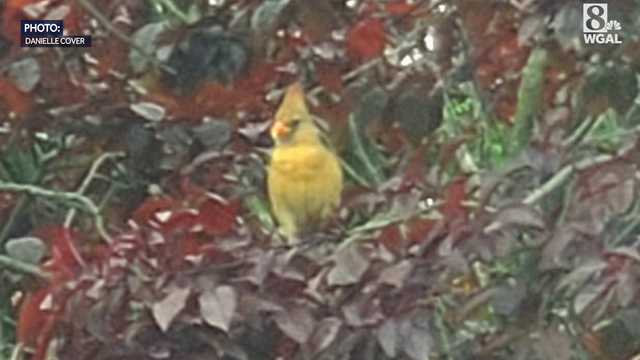 Rare yellow cardinal spotted in Pennsylvania - Vimarsana News