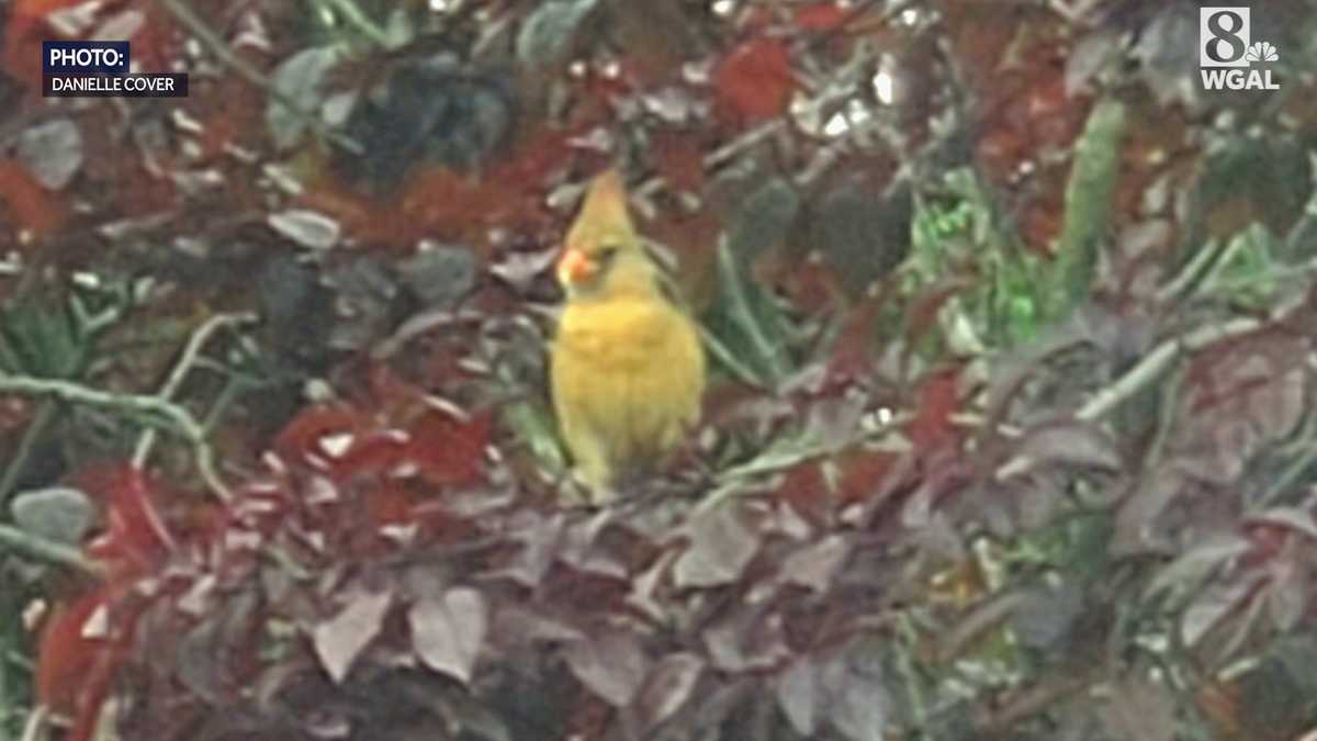 Watch Rare yellow cardinal spotted in Pennsylvania – Latest News