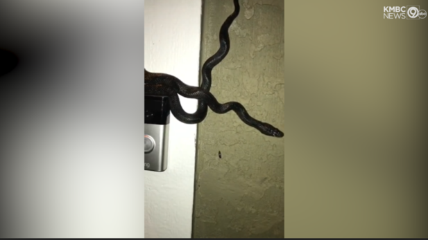 4-foot snake rings Overland Park man’s doorbell