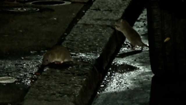 Boston city councilor proposes Office of Pest Control to deal with rats - Vimarsana News