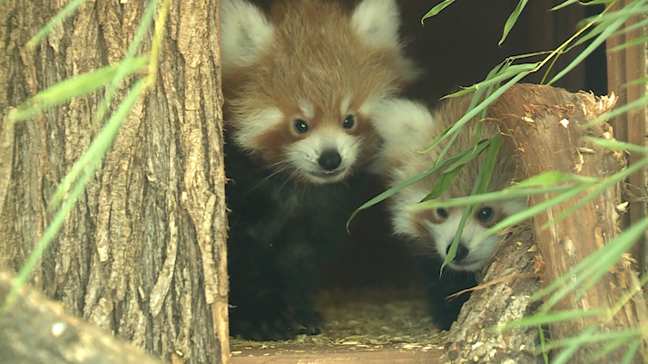 Oklahoma Fantastic Finds: Red panda babies available for public to see ...