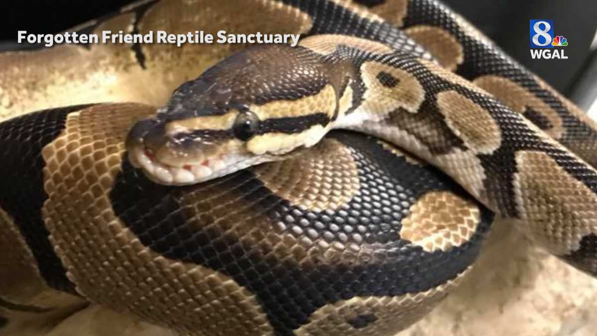 Reptile rescue looking for warm hearts for coldblooded critters this