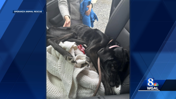 Cumberland County rescue cares for malnourished dog