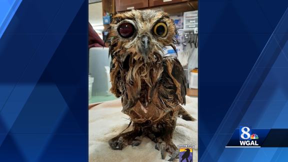 Owl rescued from manure pit now recovering at Pa. wildlife center - Vimarsana News