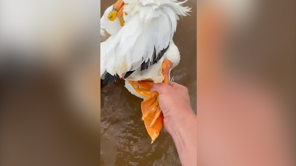 VIDEO: State trooper rescues pelican with hook through foot - Vimarsana News