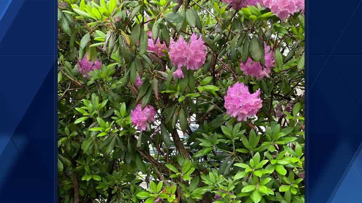 Why you may not want to cut back your rhododendrons midsummer