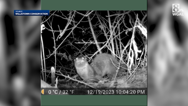 River otter spotted in Pa. creek for first time in 100 years