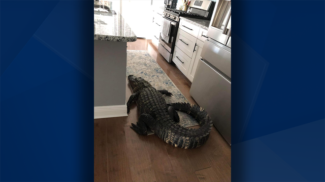 Florida woman finds unwelcome guest in kitchen: An 8-foot gator - Vimarsana News