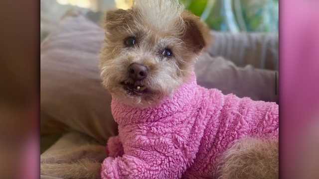 Dog owner says pet was stolen from Boston's Beacon Hill - Vimarsana News