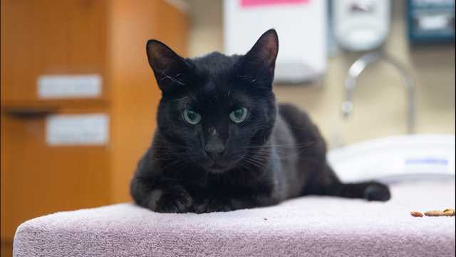Cat that got loose at Boston airport tracked down weeks later - Vimarsana News
